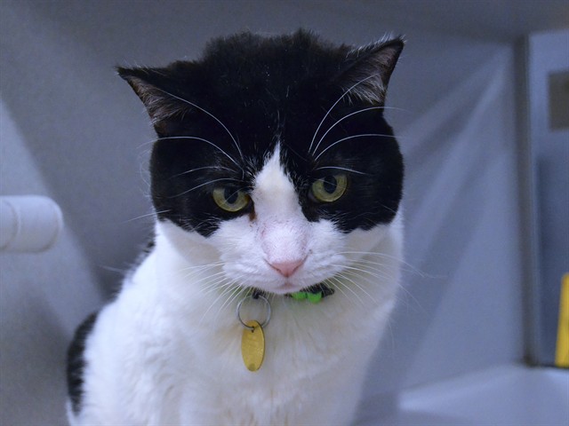 Buddy - Female - Domestic SH