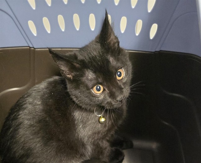 Pokeball - Unknown - Domestic SH