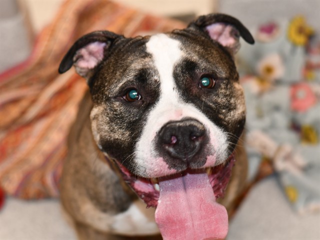 Doc - Male - Mastiff