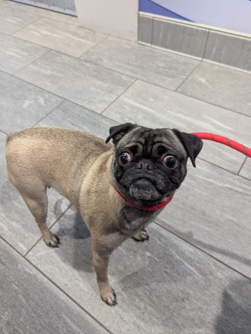 Buggy - Female - Pug