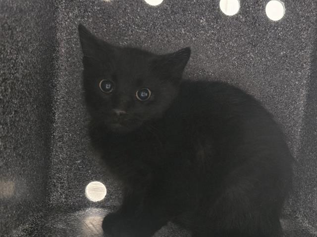 Garland - Unknown - Domestic SH