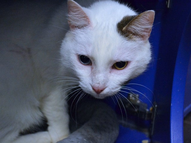 Nicholas - Male - Domestic SH