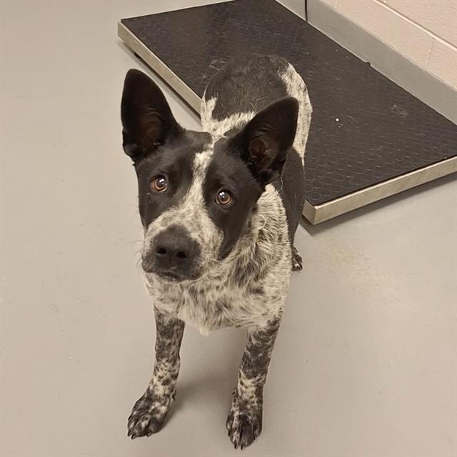 Pancho - Male - Australian Cattle Dog