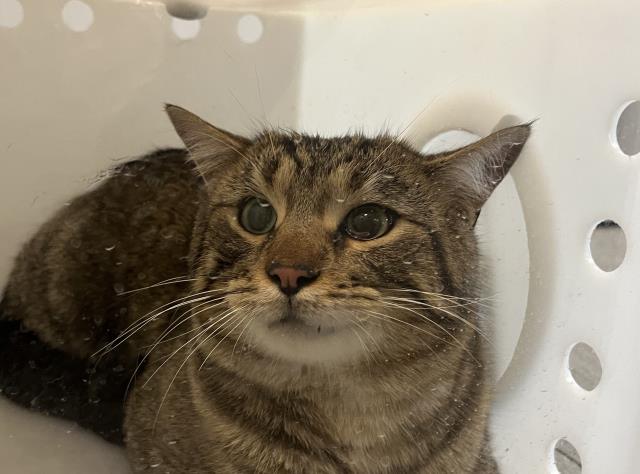 Flying Sleigh - Male - Domestic SH