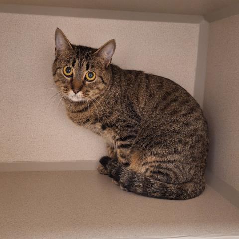 Crooked Paw - Female - Domestic SH