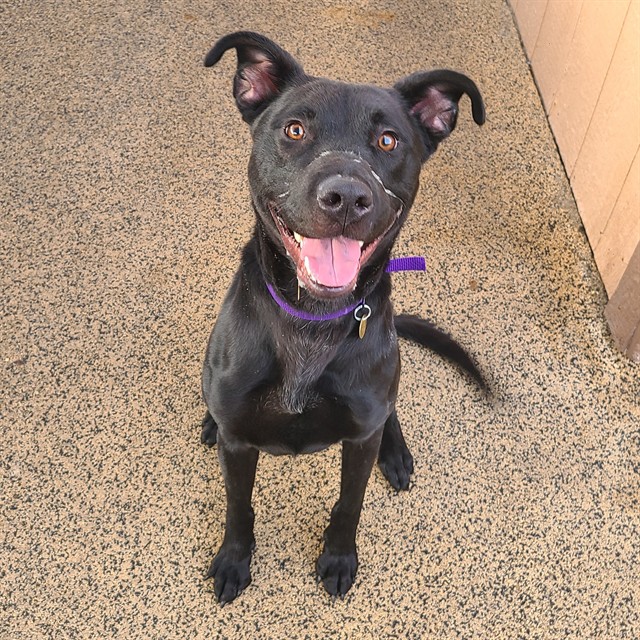 Atlas - Male - Labrador Retriever-Pit Bull