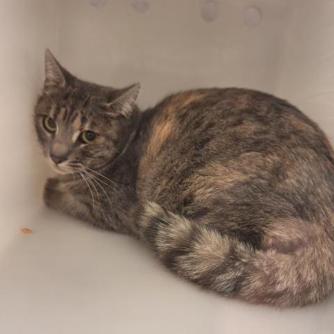 Misty Star - Female - Domestic SH