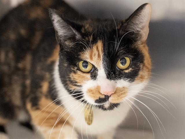 Rorschach - Female - Domestic SH