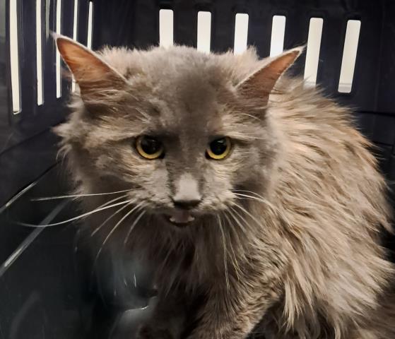 Poinsettia - Female - Domestic LH