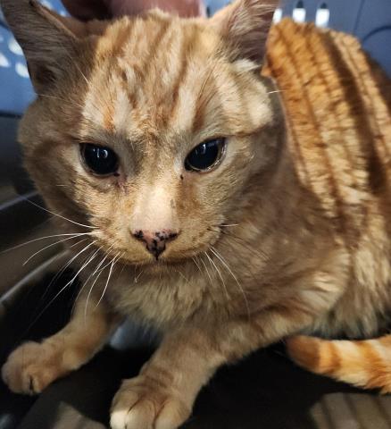 Kringle - Male - Domestic SH