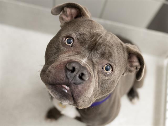 Wayne - Male - Pit Bull-Mix