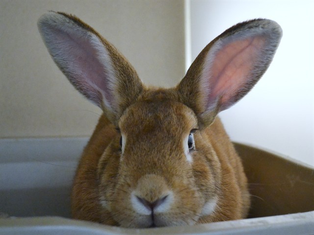 Dancer - Female - Rex