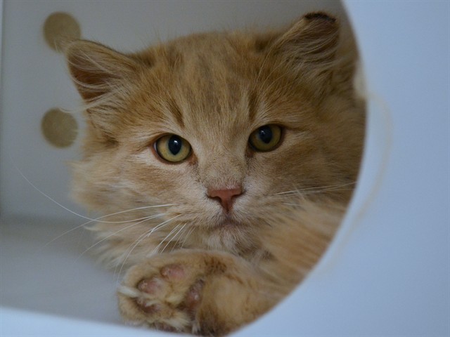 Hideyoshi - Male - Domestic LH