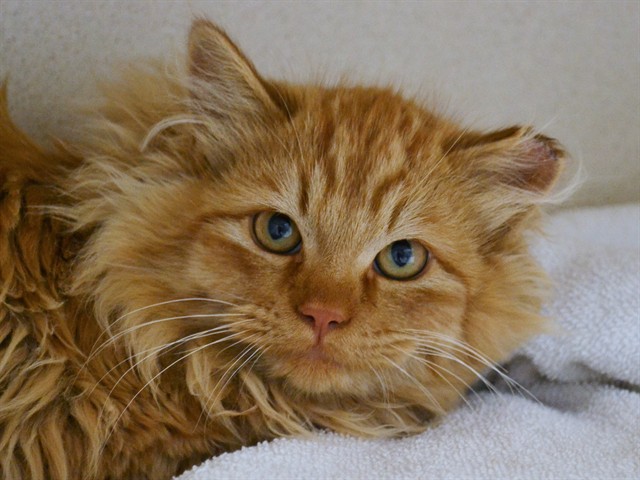 Renji - Male - Domestic SH