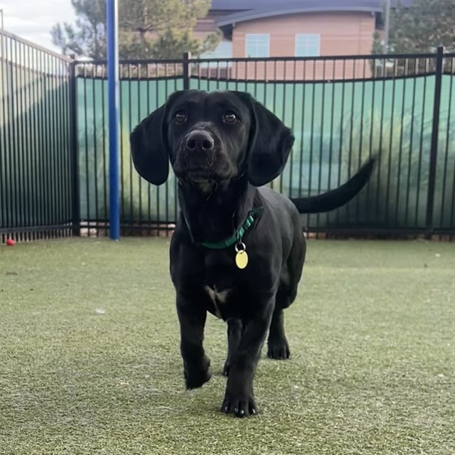Nyla - Female - Labrador Retriever-Mix