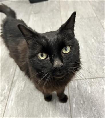 Tony Bologna - Male - Domestic LH