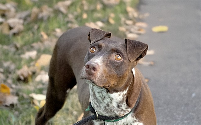 Daysy - Female - German Shorthaired Pointer-Mix