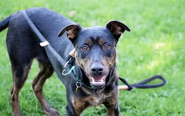 Peppa - Female - Nonspecific