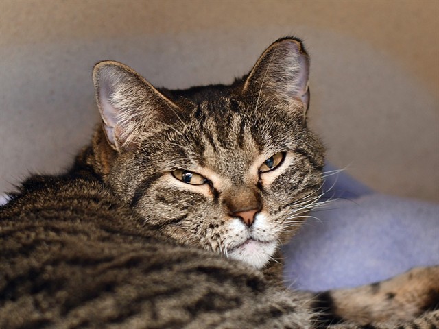 Luna - Female - Domestic SH