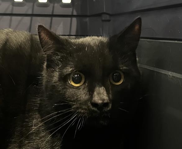 Callhan - Male - Domestic SH