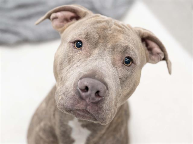 Maximus - Male - Pit Bull-Chinese Sharpei