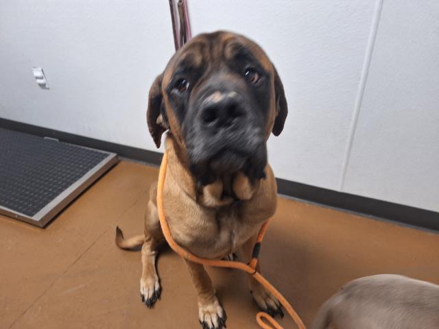 Kufu - Male - Mastiff