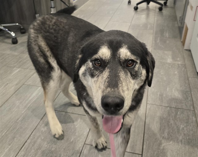 Charlie - Male - Nonspecific