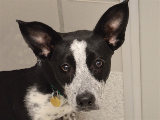 Eloisse - Female - Australian Cattle Dog-Border Collie