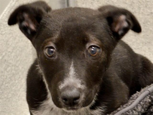 Maybelline - Female - Australian Cattle Dog-Border Collie