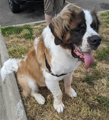 Brutus - Male - St Bernard