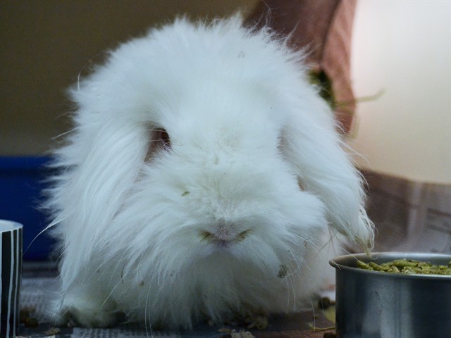 Ruby - Female - Angora