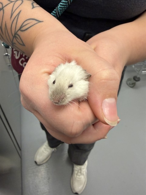 Thing 1 - Female - Mouse