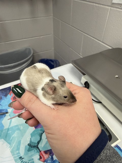 Thing 2 - Female - Mouse