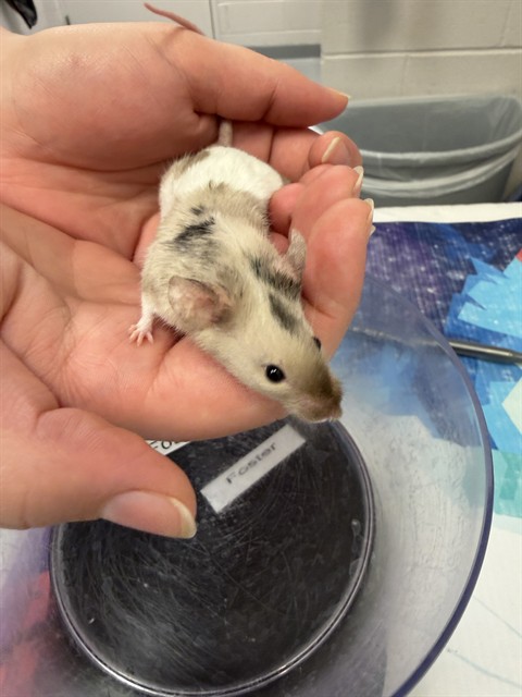 Thing 3 - Female - Mouse