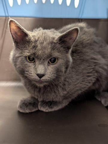 Smoke - Male - Domestic SH