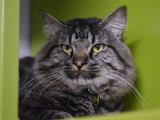 Chunkers - Male - Domestic SH