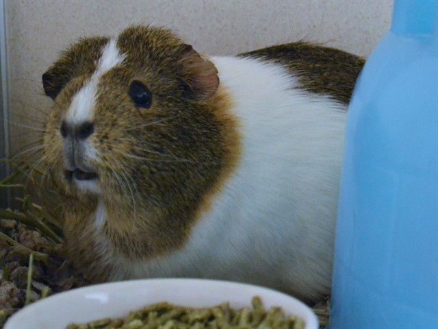 Esme - Female - Guinea Pig
