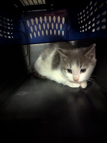 Tinsel - Male - Domestic SH