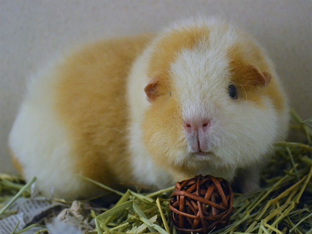 Little One - Female - Guinea Pig