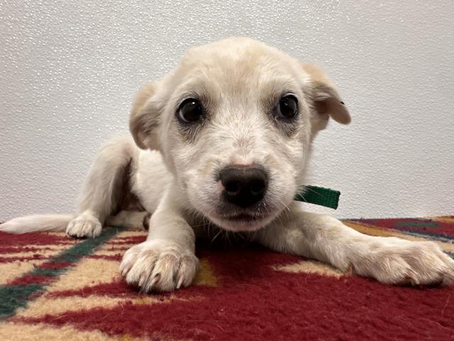 Yuta - Female - Nonspecific