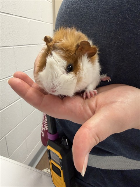 Gary - Male - Guinea Pig