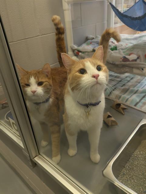 Hobbes - Male - Domestic SH