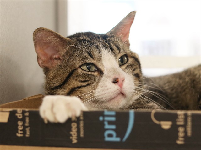 Mallow - Male - Domestic SH