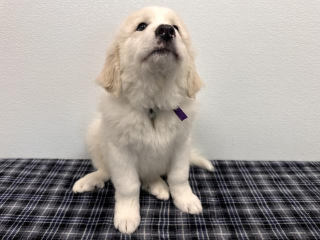 Gojo - Male - Great Pyrenees