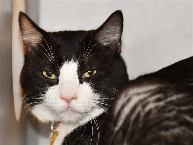 Enzo - Male - Domestic SH