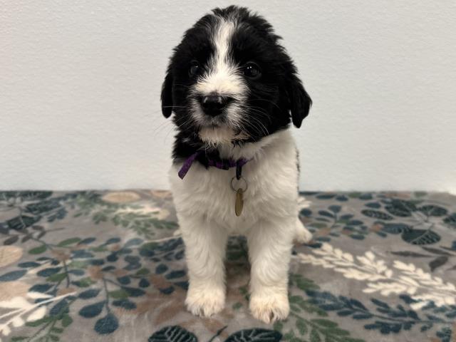 Bo - Male - Australian Shepherd-Dachshund St