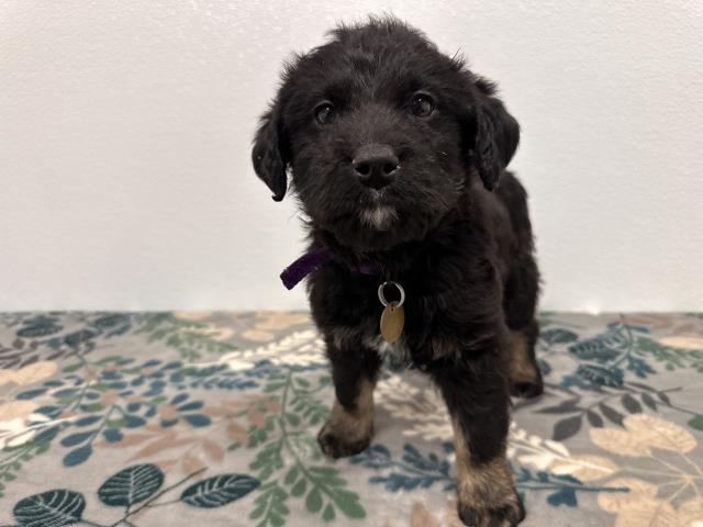 Ratchet - Male - Australian Shepherd-Dachshund St