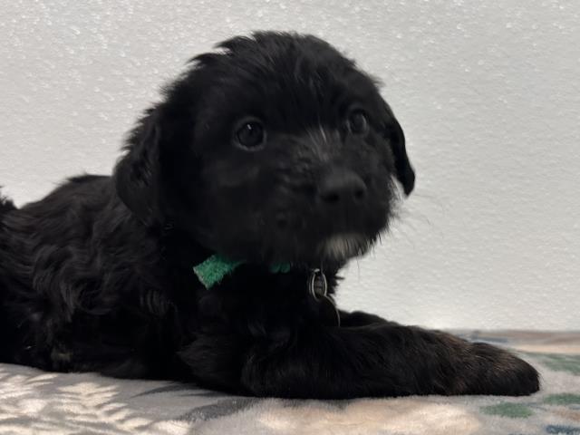 Cappy - Female - Australian Shepherd-Dachshund St