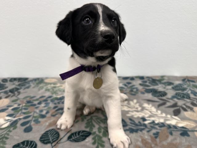 Mr Gunk - Male - Australian Shepherd-Dachshund St