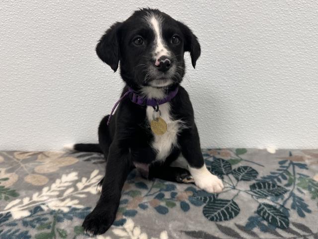 Fender - Male - Australian Shepherd-Dachshund St